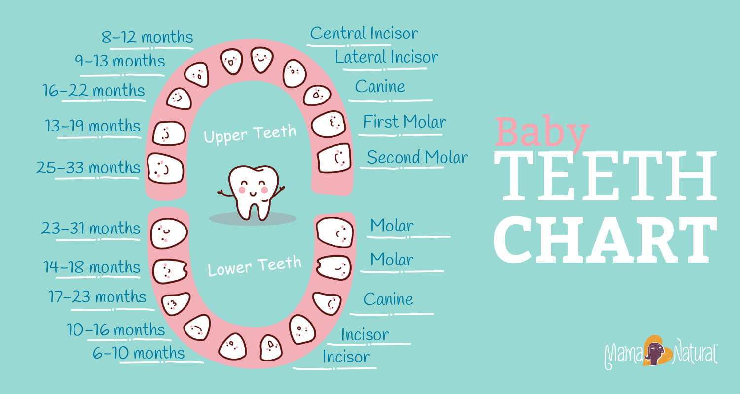 Baby Teeth Chart: What Order Do They Come In? | Mama Natural