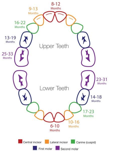 Signs of Teething Chart Beware the Lurking Monster: 9 Sure Fire 