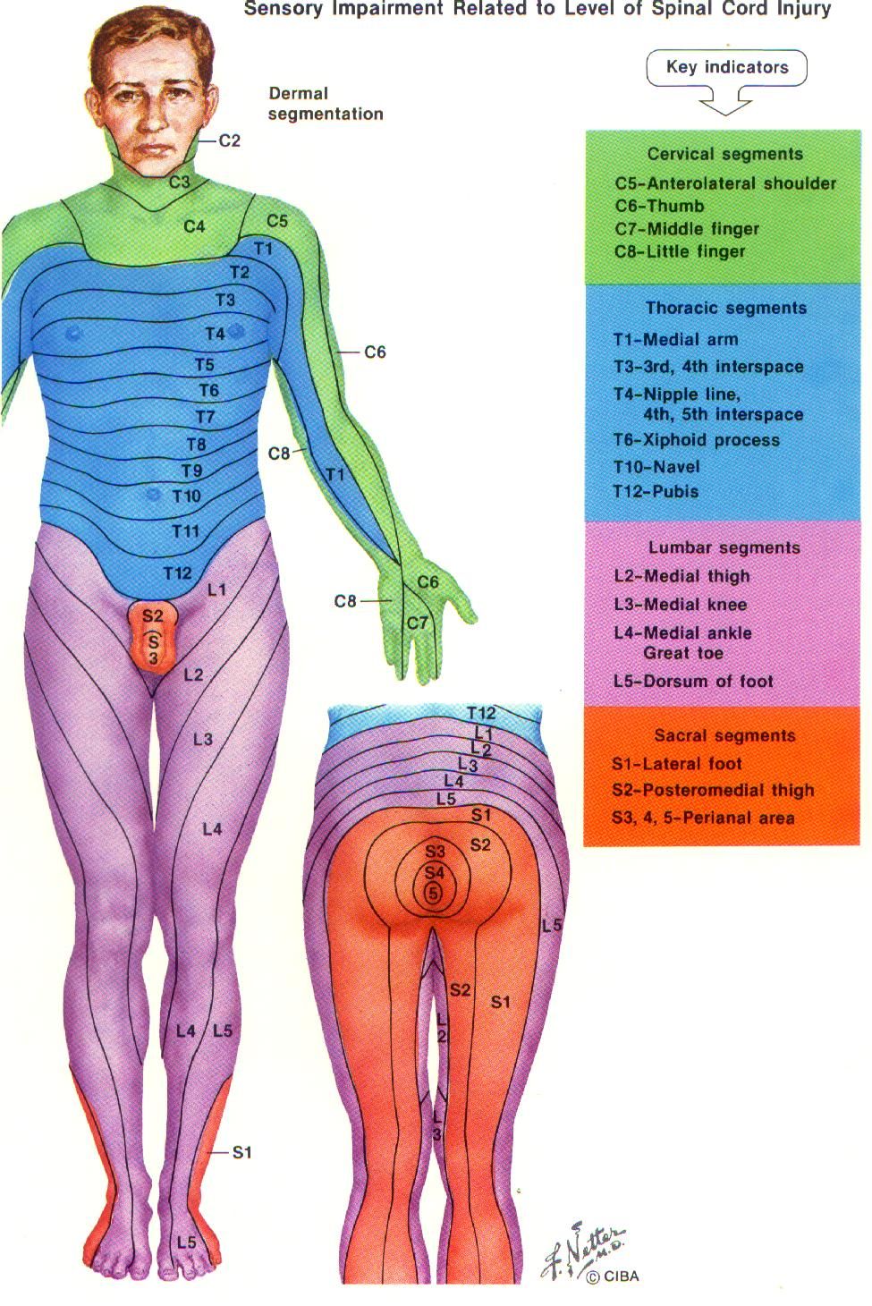 dermatome chart with symptoms | more pain first thing in the 