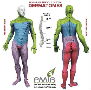 Dermatomes: A diagnostic tool Pain Management and Injury Relief