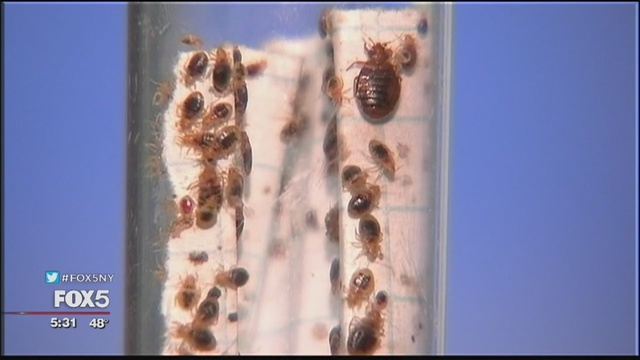 Dryer sheets in Trenton bathrooms to stop bed bugs Story | WNYW