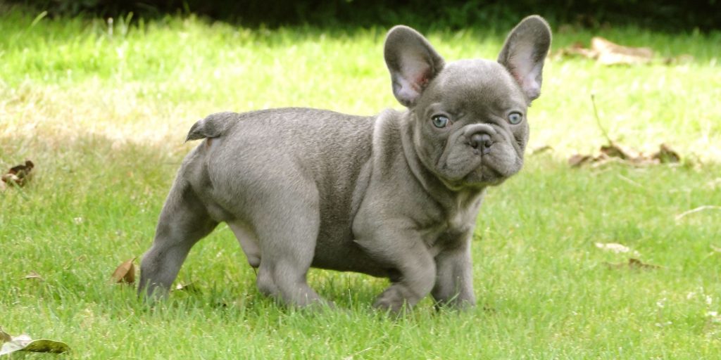 Teacup French Bulldog Full Grown amulette