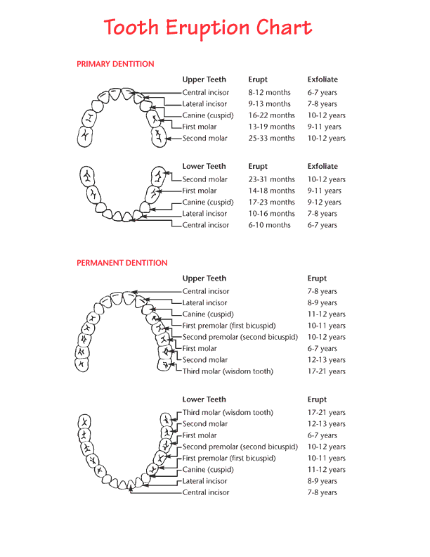 Teeth eruption chart for deciduous and permanent teeth | Dental 