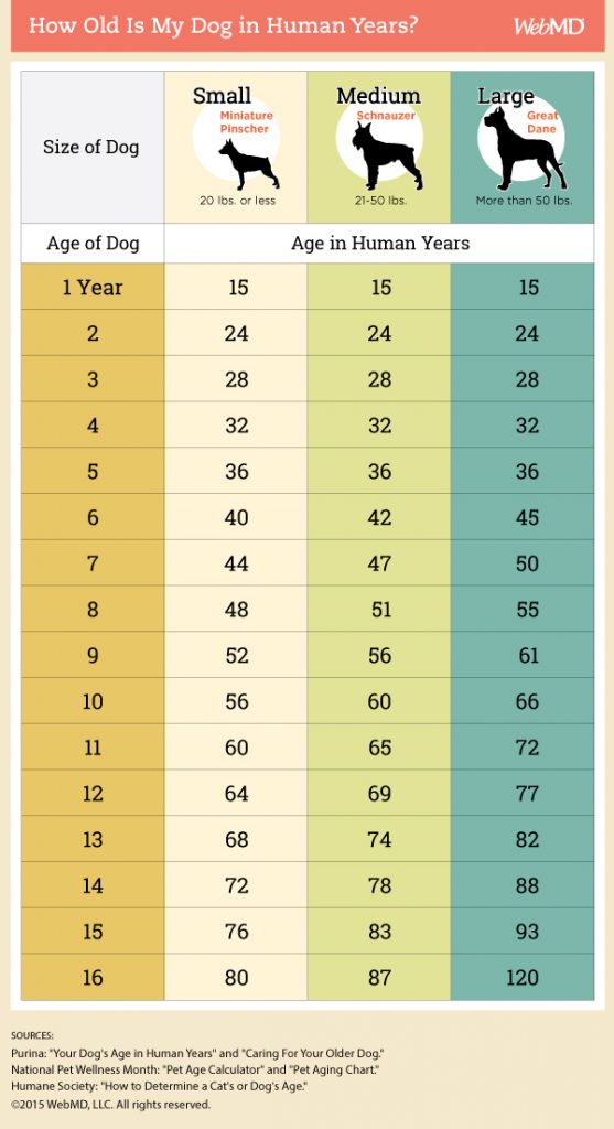 Dog Age Chart By Weight Amulette